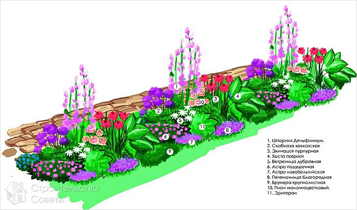 Цветник для начинающих из многолетников