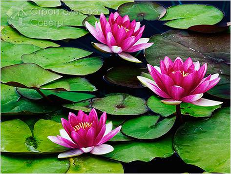 кувшинка для искусственного водоема #8