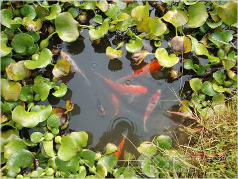 Пруд для рыб