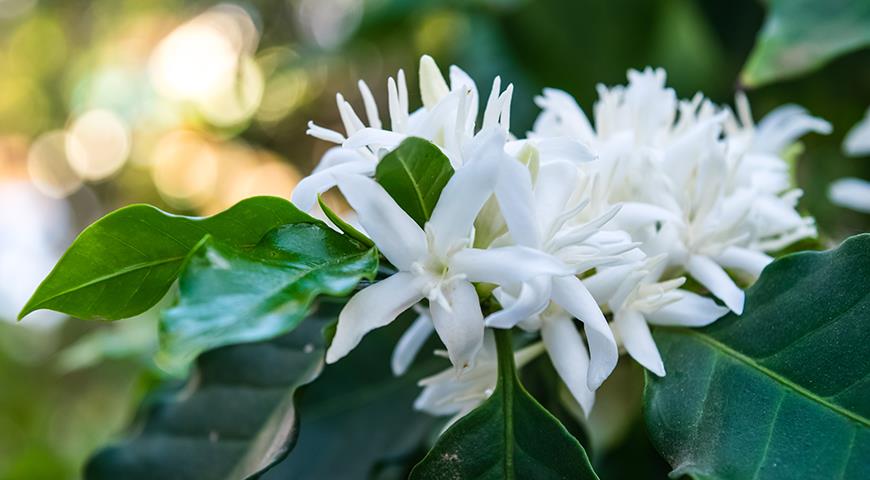 Зимний сад - лучшие идеи декора и варианты оформления зимнего сада