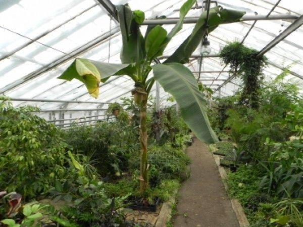 Зимняя теплица своими руками: фундамент, каркас, крыша и стекла