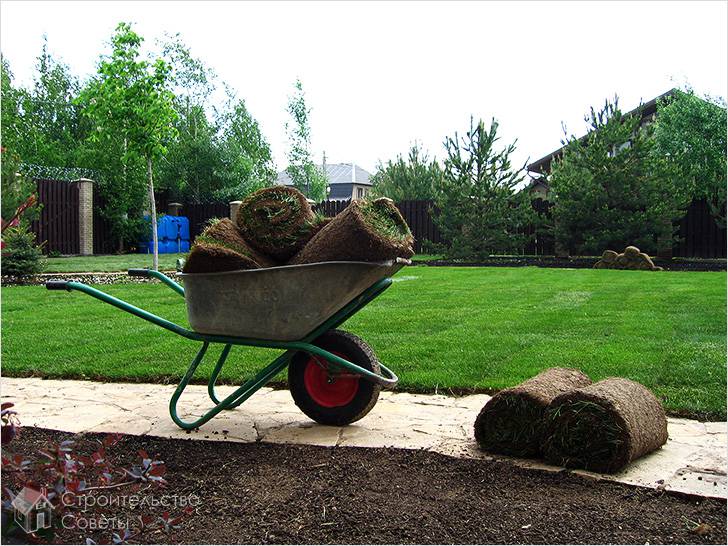 Как подобрать хороший газон