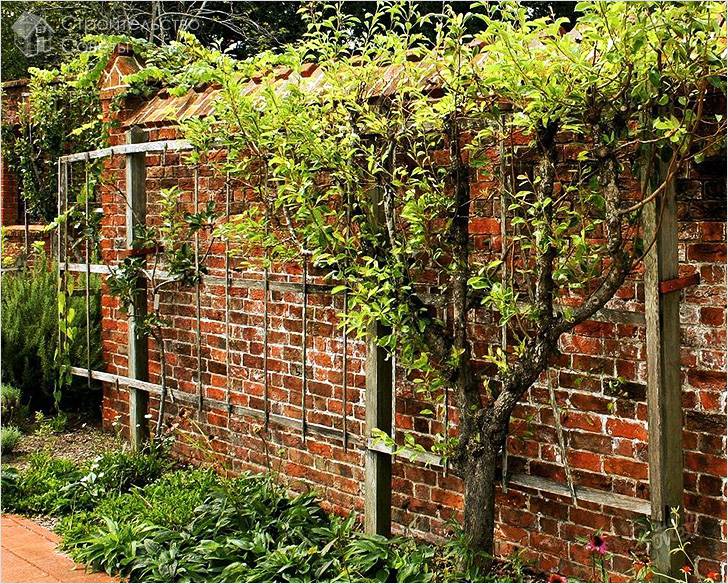 Основные разновидности