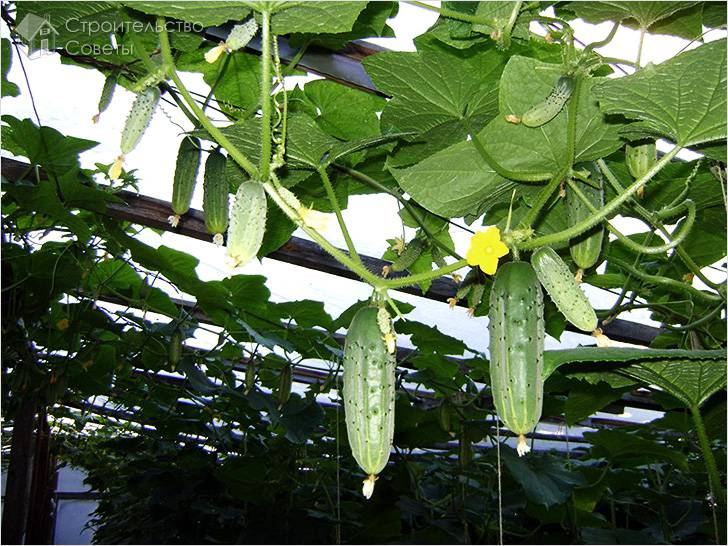 Подвязка огурцов к шпалере