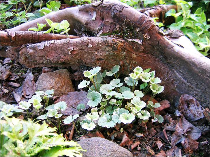 Рутарий своими руками