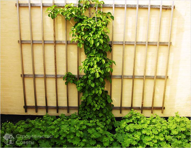 Конструкция для вьющихся растений