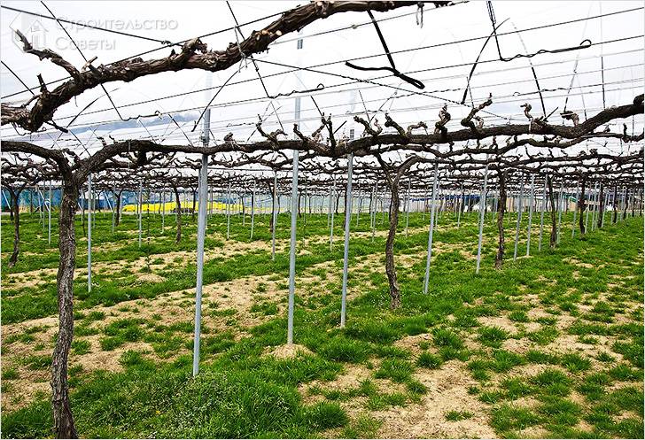 Для винограда