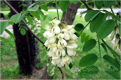 Насаждения акации