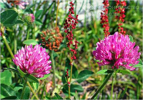 По расположению растений