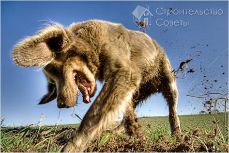 По поведению животных