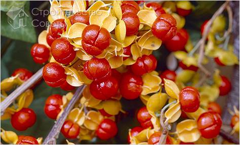 Древогубец