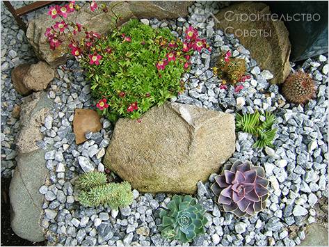 Кактусы и цветы