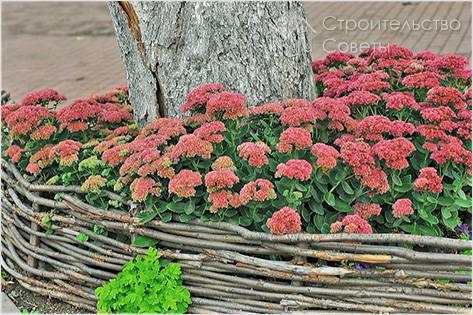 Как правильно оформить клумбу вокруг дерева