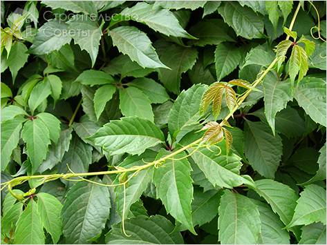 Особенности