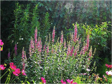 Прибрежные