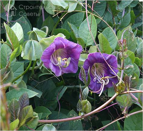 Принципы подбора растений