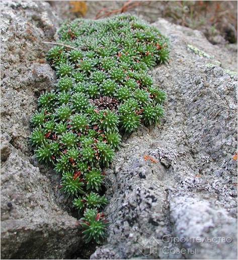 Каменоломка