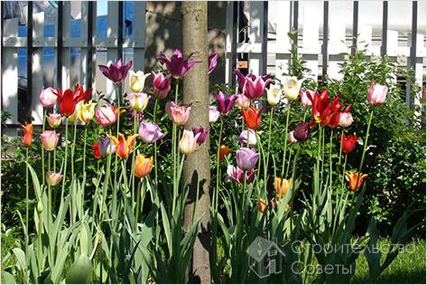 Тюльпаны под деревом