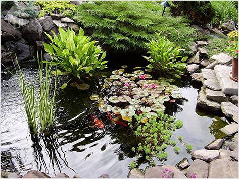 Растения для водоема