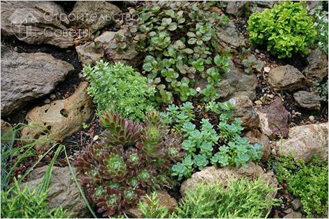 Растения в рокарии