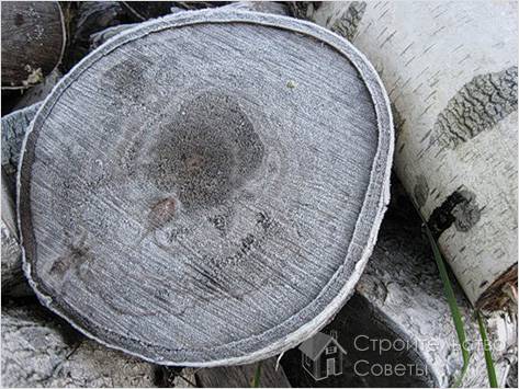 Спил березы