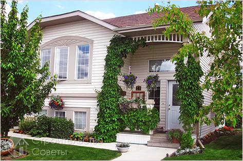 Вертикальное озеленение