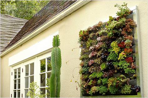 Вертикальное озеленение