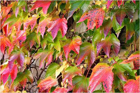 Виноград амурский