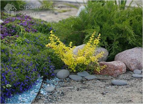 Выбор растений