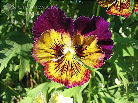 Выбор для клумбы