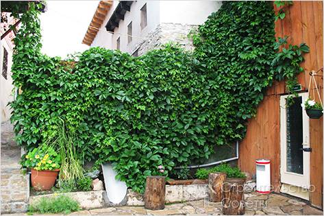 Как выбрать вьющиеся растения