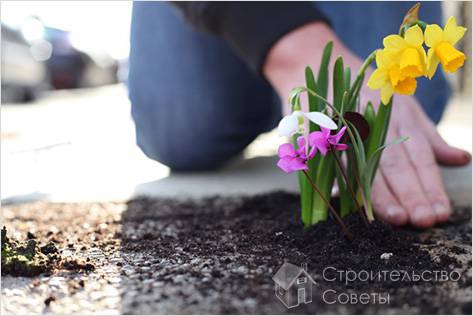 Высадка цветов