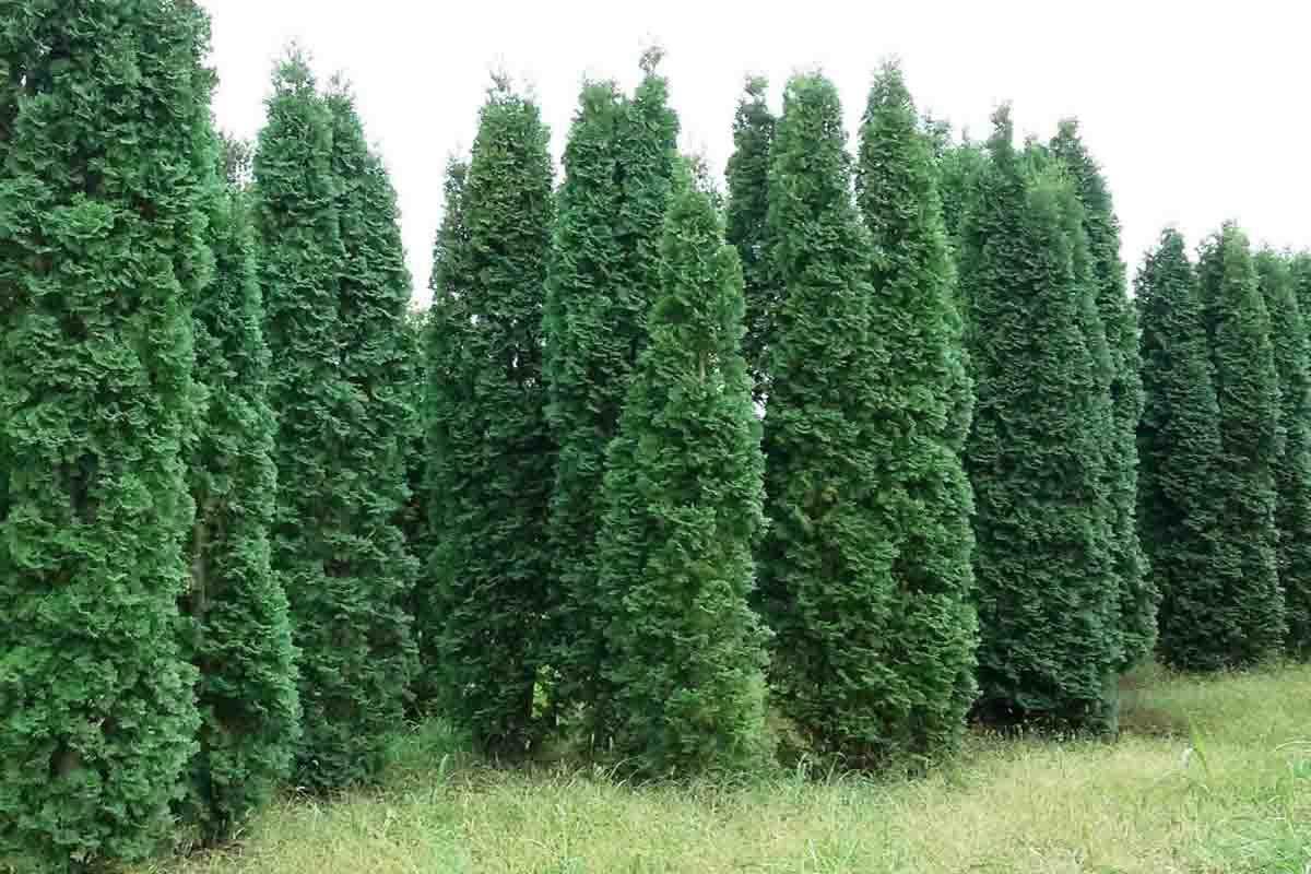 Выбор туи для ландшафтного дизайна