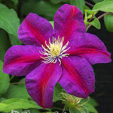 Как посадить клематис весной?