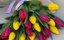 Почему приятно дарить тюльпаны