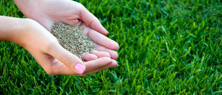 Как сажать газон