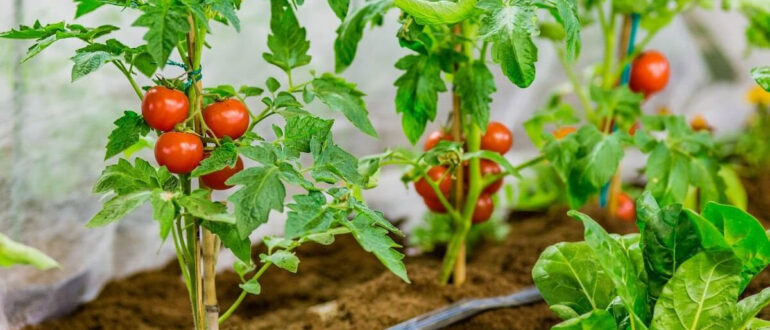 Лучшие семена томатов на 2024 год