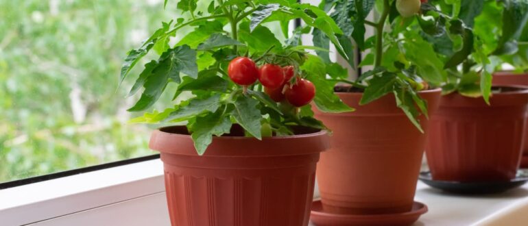 Советы по уходу и выращиванию рассады, в саду и на подоконнике