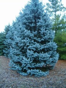 Picea_pungens_Hoopsii_04