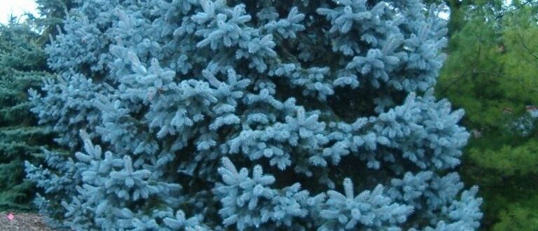 Голубая ель