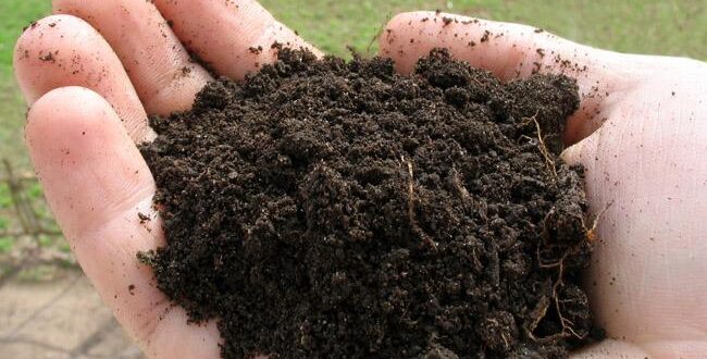 Почему перегной с доставкой — лучший выбор для школ, детсадов и экопроектов