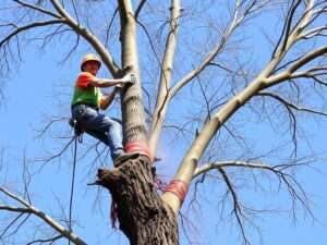 59db202d141e15a5f448466c5eb66593