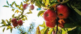 Как построить дачу с яблочным садом: пошаговое руководство