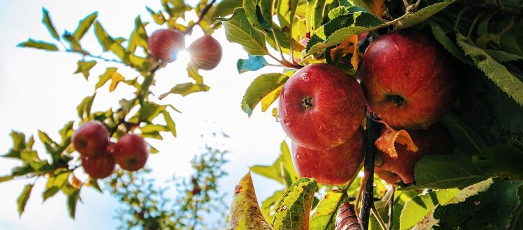 Как построить дачу с яблочным садом: пошаговое руководство