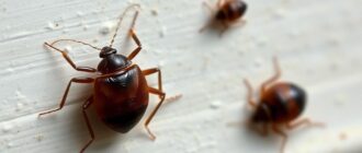 Как победить клопов и вернуть спокойный сон: простая и действенная инструкция